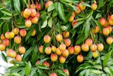 Phù Cừ - Hưng Yên: Mùa thu hoạch vải lai chín sớm