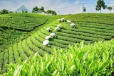 Hành trình nâng tầm trà Việt: Từ sản vật tự nhiên đến biểu tượng văn hóa và ngoại giao quốc gia