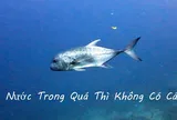 Nước trong quá không có cá, người xét nét quá không có bạn