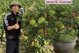 Phật thủ bonsai Đắc Sở: Tinh hoa nghệ thuật và giải pháp kiến tạo không gian xanh
