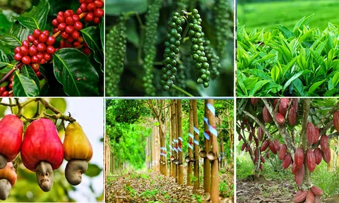 Hành trình hình thành Kinh tế hộ và thị trường nông sản Việt Nam sau Đổi mới