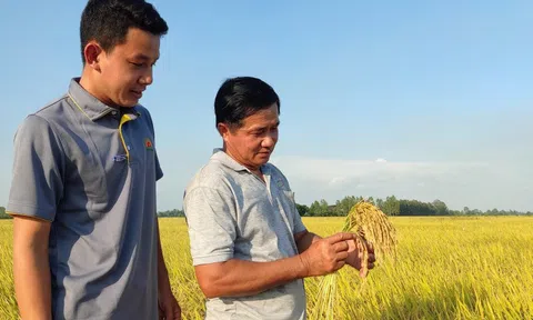 Kiếm thêm 16.000 tỉ đồng từ 1 triệu ha lúa giảm phát thải