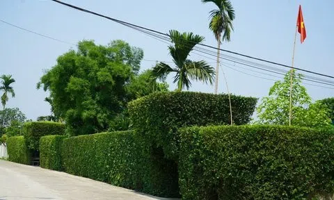 Hà Tĩnh: Xanh mướt hàng rào bằng cây duối trăm tuổi trong nắng hè