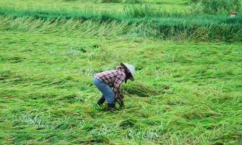 Nông dân buồn bã vì hàng nghìn ha lúa bị gãy đổ