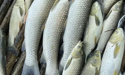 Vụ cá nuôi trên sông Mã chết bất thường: Đã có kết quả xét nghiệm