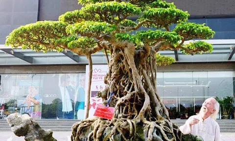 Tiêu chí đánh giá tác phẩm Cây cảnh Nghệ thuật và Bonsai đương đại