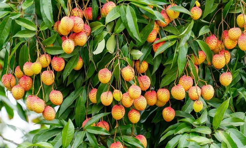 Phù Cừ - Hưng Yên: Mùa thu hoạch vải lai chín sớm