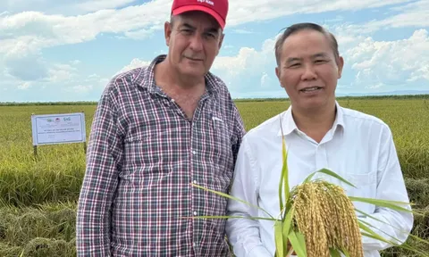 Hạt gạo nghĩa tình: Sứ mệnh an ninh lương thực và cam kết chiến lược của lãnh đạo Việt Nam - Cuba