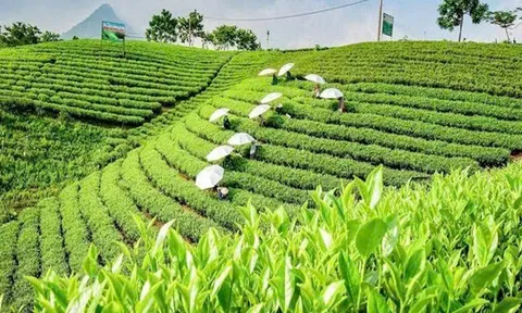 Hành trình nâng tầm trà Việt: Từ sản vật tự nhiên đến biểu tượng văn hóa và ngoại giao quốc gia