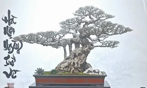 Cây Sanh cổ "Siêu Phong" dấu ấn tại Triển lãm Bonsai Phố Cổ 2024