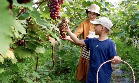 Hà Nội: Chiến lược phát triển nông thôn trong bối cảnh đô thị hóa nhanh