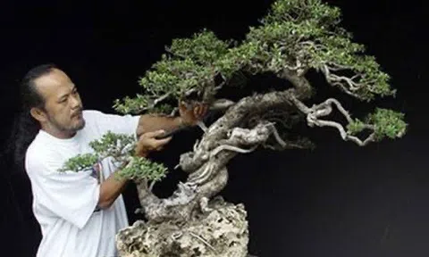 Nhược điểm của Bonsai Việt Nam