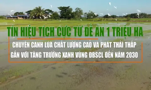 Đề án 1 triệu ha lúa chất lượng cao tại vùng Đồng bằng sông Cửu Long