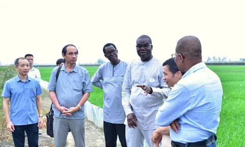 Senegal học hỏi kinh nghiệm từ Việt Nam: Hợp tác giống cây trồng và thu hút khu vực tư nhân