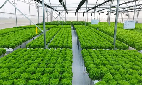 Chuyển đổi nông nghiệp sinh thái từ chính sách đến thực tiễn: Giải pháp cho chuyển đổi Hệ thống LTTP bền vững của Việt Nam