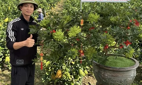 Phật thủ bonsai Đắc Sở: Tinh hoa nghệ thuật và giải pháp kiến tạo không gian xanh