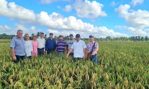 Hạt gạo nghĩa tình: Sứ mệnh an ninh lương thực và cam kết chiến lược từ tầm vóc lãnh đạo Việt Nam – Cuba (Bài 16)