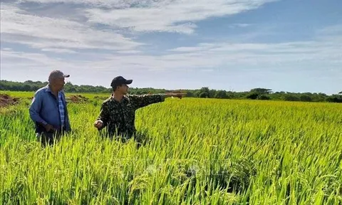 Dấu ấn hợp tác chiến lược Việt Nam - Cuba: Vững bước từ vựa lúa 25.000 ha đến tầm nhìn năng lượng xanh tương lai