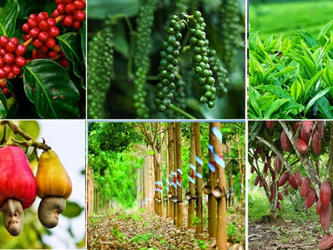 Hành trình hình thành Kinh tế hộ và thị trường nông sản Việt Nam sau Đổi mới