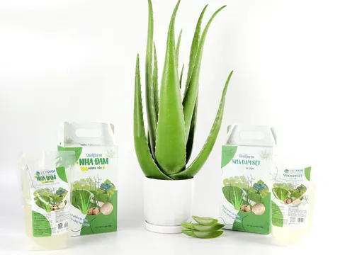 Cách làm sữa chua nha đam bằng nồi cơm điện, tốt cho sức khỏe