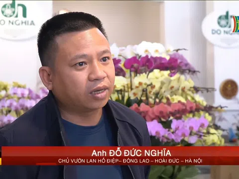 Lý giải của các chuyên gia về lan Hồ Điệp Đà Lạt trong dịp Tết Nguyên Đán Quý Mão 2023