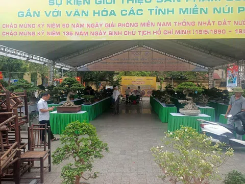CLB Cây cảnh nghệ thuật thị xã Sơn Tây tổ chức Triển lãm “Hương Sắc Sơn Tây”