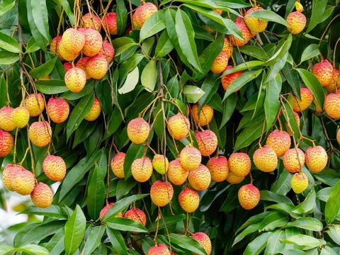 Phù Cừ - Hưng Yên: Mùa thu hoạch vải lai chín sớm