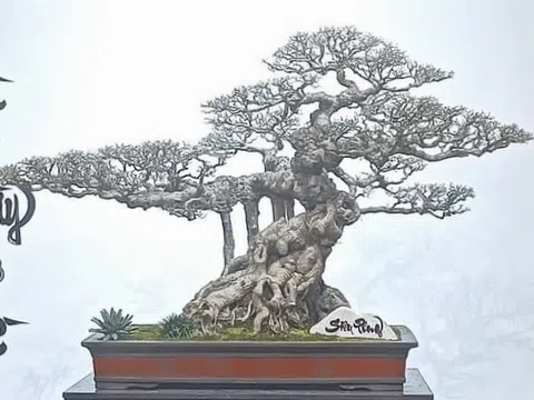 Cây Sanh cổ "Siêu Phong" dấu ấn tại Triển lãm Bonsai Phố Cổ 2024