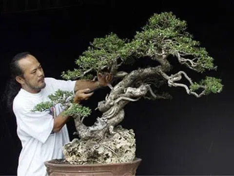 Nhược điểm của Bonsai Việt Nam