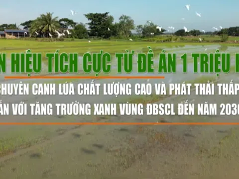 Đề án 1 triệu ha lúa chất lượng cao tại vùng Đồng bằng sông Cửu Long