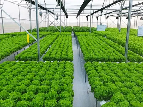 Chuyển đổi nông nghiệp sinh thái từ chính sách đến thực tiễn: Giải pháp cho chuyển đổi Hệ thống LTTP bền vững của Việt Nam