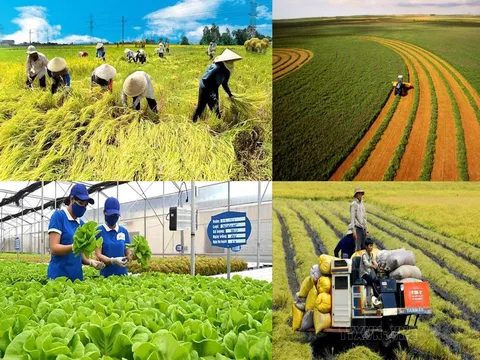 Mở khóa thị trường bảo hiểm và tín dụng nông nghiệp: Các thách thức còn tồn tại và tận dụng cơ hội từ dự án ACRF-VN