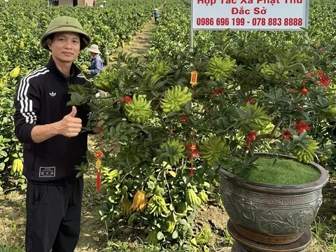 Phật thủ bonsai Đắc Sở: Tinh hoa nghệ thuật và giải pháp kiến tạo không gian xanh