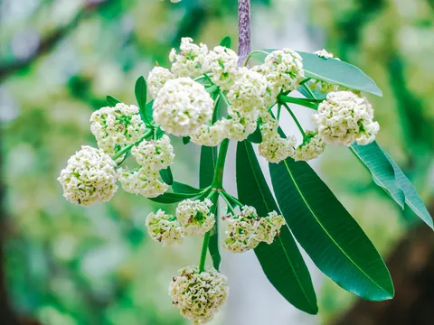 Thuận theo tự nhiên để tìm về bình an và bền vững