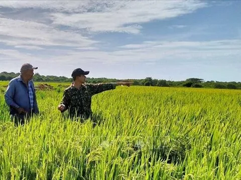 Dấu ấn hợp tác chiến lược Việt Nam - Cuba: Vững bước từ vựa lúa 25.000 ha đến tầm nhìn năng lượng xanh tương lai