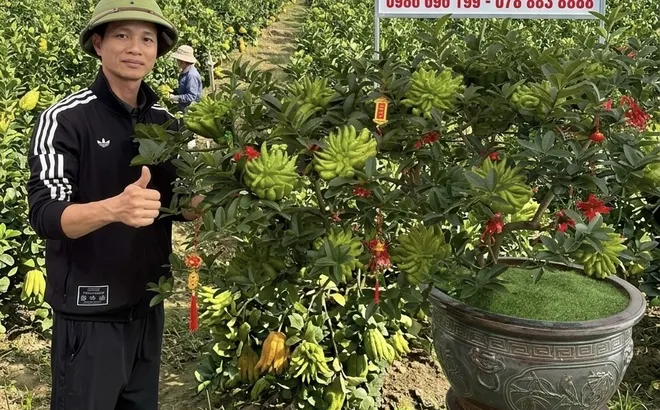 Phật thủ bonsai Đắc Sở: Tinh hoa nghệ thuật và giải pháp kiến tạo không gian xanh